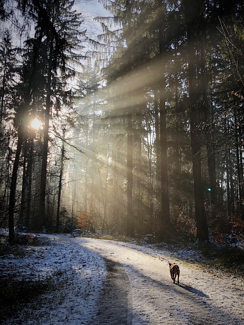 Kontakt für meine Services rund um den Hund